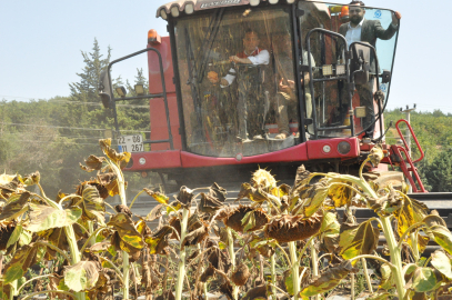 Tarım ve Orman Bakan Yardımcısı Gizligider Edirne'de ayçiçeği hasadına katıldı