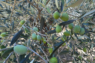 Zeytin hasadı bu yıl 20 gün erken başlayabilir