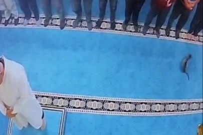 Camide kediyi tekmeleyen şahsa sosyal medyada tepki yağdı
