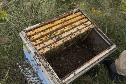 Binlerce arıyı meyve gibi kovan kapağına topladı