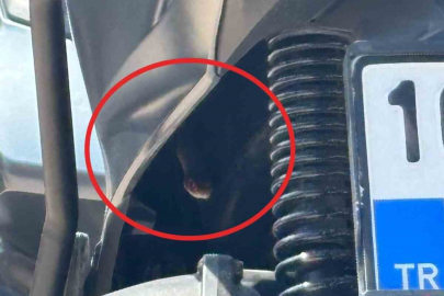 Bursa’da motosikletten çıkan yılan şoke etti