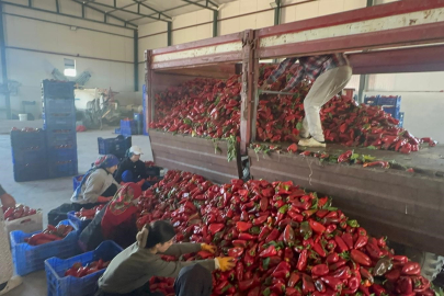 Yüksek aromasıyla öne çıkan Karacabey biberi salça yapımında revaçta