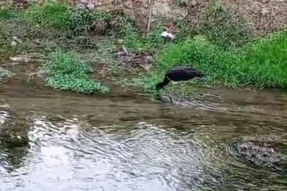 Nadir görülen kara leylek, beslenirken görüntülendi