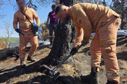 Hükümlüler ormanların yeniden yeşertilmesi için sahada