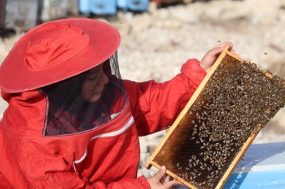 22 yaşında diplomasını aldı, 250 kovanla başladığı arıcılıkta bine ulaştı