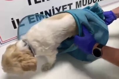 Pes dedirten yöntem: Uyuşturucuyu evcil hayvan pusetine gizlediler