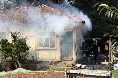 Kokarca istilasına karşı ilginç mücadele: İlaç yetmedi, tavuk ve hindiler devreye girdi