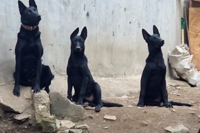 Köpek çiftliği mahalleyi ayağa kaldırdı