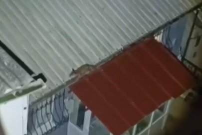 Bursa'da yolunu şaşıran tilki evin çatısına çıktı