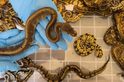 Kapıkule'de Türkiye'ye kaçırılmak istenen 67 canlı piton ele geçirildi