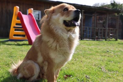 Almanya’da köpek sahiplerine vergi yükü: Yıllık ücret bin 660 euroya kadar çıkıyor