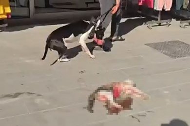Esenyurt'ta Pitbull sokak kedisini parçaladı, vatandaş tepki gösterdi