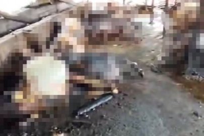 Silivri’de ahır yangını faciayla sonuçlandı: 24 büyükbaş hayvan telef oldu