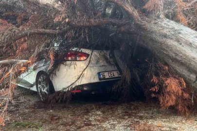 Bursa’da sağanak yağış ağacı devirdi, otomobilin üzerine düştü