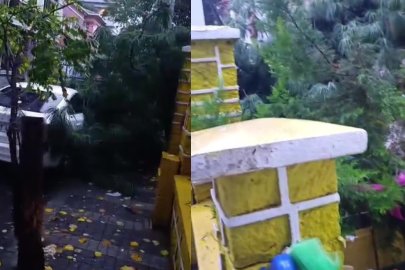 Üsküdar’da okul bahçesindeki ağaç devrildi