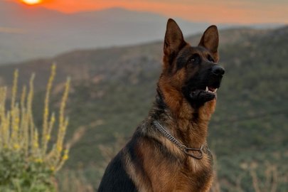 3 yaşındaki Alman Kurdu kayboldu...Bulana ödül verilecek