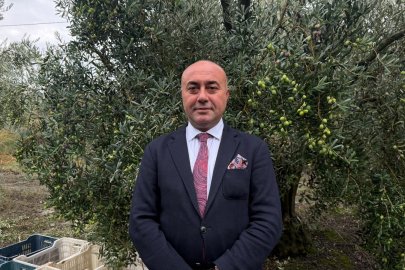 Marmarabirlik'ten 60 bin tonluk alım planı...Türkiye'de zeytinde rekor rekolte beklentisi