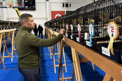 Dünyanın en prestijli kanaryaları Edremit'te yarıştı