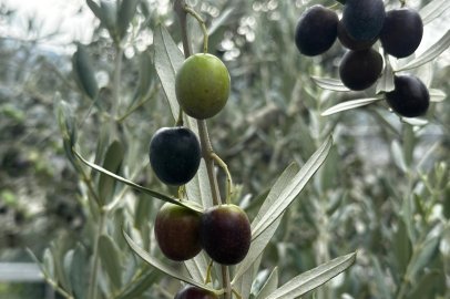 Bursa'da bu sezon 165 bin ton sofralık, 125 bin ton yağlık zeytin bekleniyor