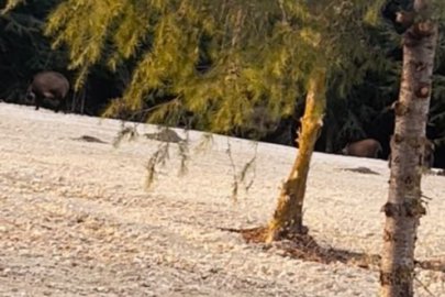 Büyükçekmece’de domuz sürüsü yol kenarına indi
