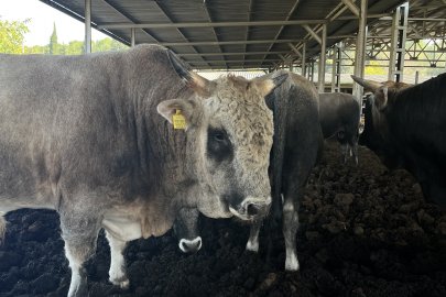 Yerli sığır hem et üretecek hem ormanları koruyacak