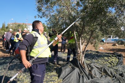 Gençler zeytin hasadını sahada öğrendi
