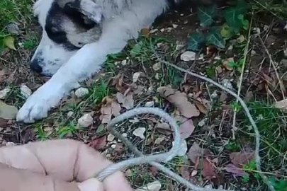 Ormanda tuzağa yakalanan köpeği arama kurtarma ekipleri kurtardı