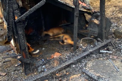 Kocaeli'de ahır yangını: 34 hayvan telef oldu