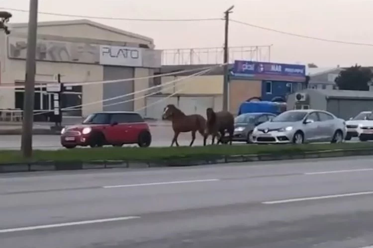 Başı boş atlar tehlike saçıyor
