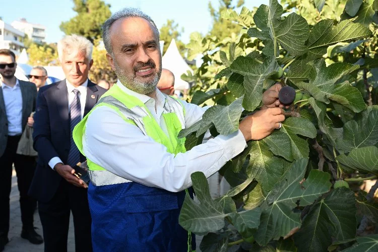 Başkan Alinur Aktaş siyah incir hasadına katıldı