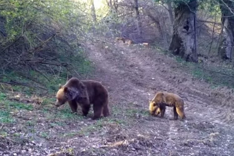 Boz ayı ve yavrusunun yemek arayışı foto kapanla görüntülendi