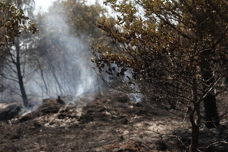 Bursa’da anız şeklinde başlayan yangın ormana sıçradı