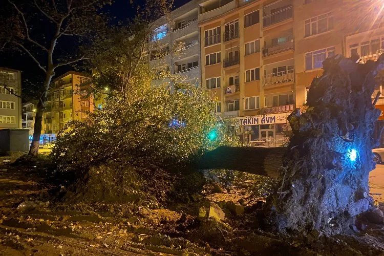Bursa'da şiddetli lodos 200 yıllık tarihi 2 çınarı yıktı