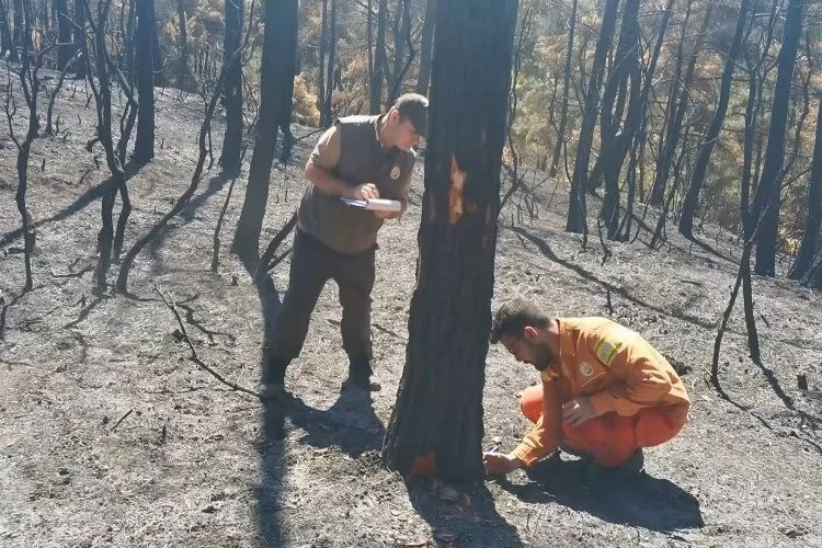 Bursa'da yanan 25 hektarlık orman ağaçları tek tek kontrol ediliyor