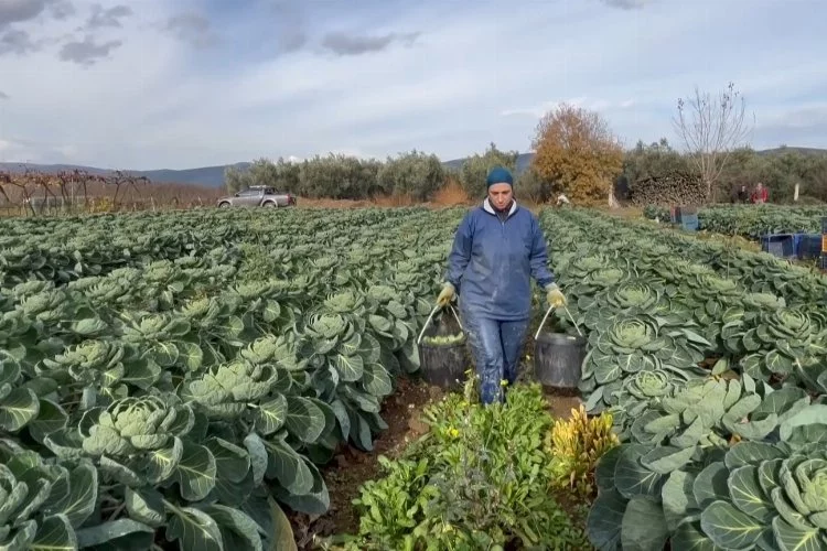 İznik'te sezonda 12 bin ton Brüksel lahanası ihraç ediliyor