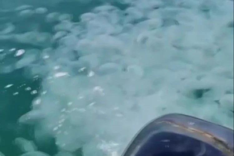 Güney Marmara'da denizanası istilası yaşanıyor!