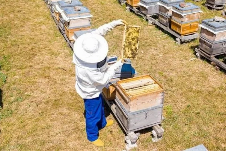 İnegöl Belediyesi 250 adet arı kovanı dağıtacak