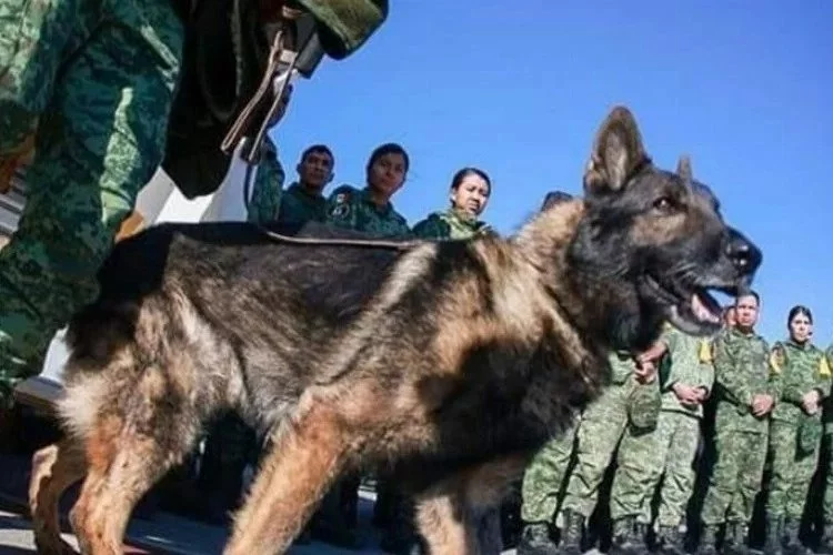 Meksika Ordusu'nun kahraman köpeği 'Proteo' Türkiye görevinde öldü