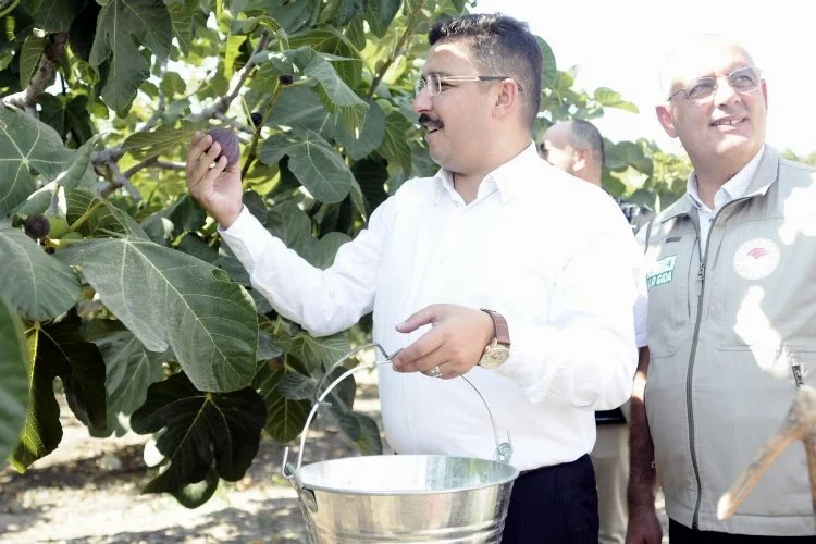 Mudanya'da kraliçe incirinin hasadına başlandı
