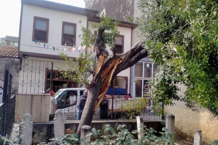 Mudanya’da yıldırım türbe içindeki ağacı ikiye böldü   