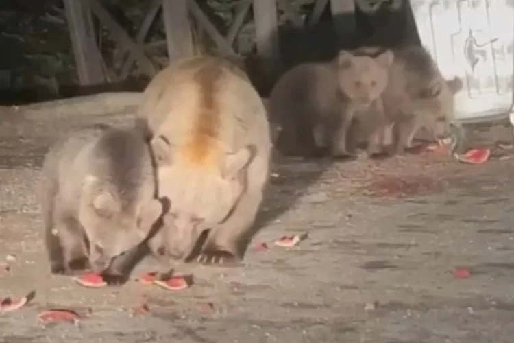 Uludağ’da aç kalan ayılar çöp konteynerlerini karıştırdı
