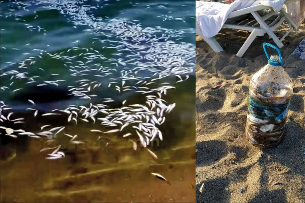 Yakalanacaklarını anlayınca tonlarca Mezgiti döküp kaçtılar