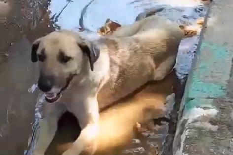 40 derecelere ulaşan hava sıcaklıkları hem vatandaşları hem de hayvanları bunalttı