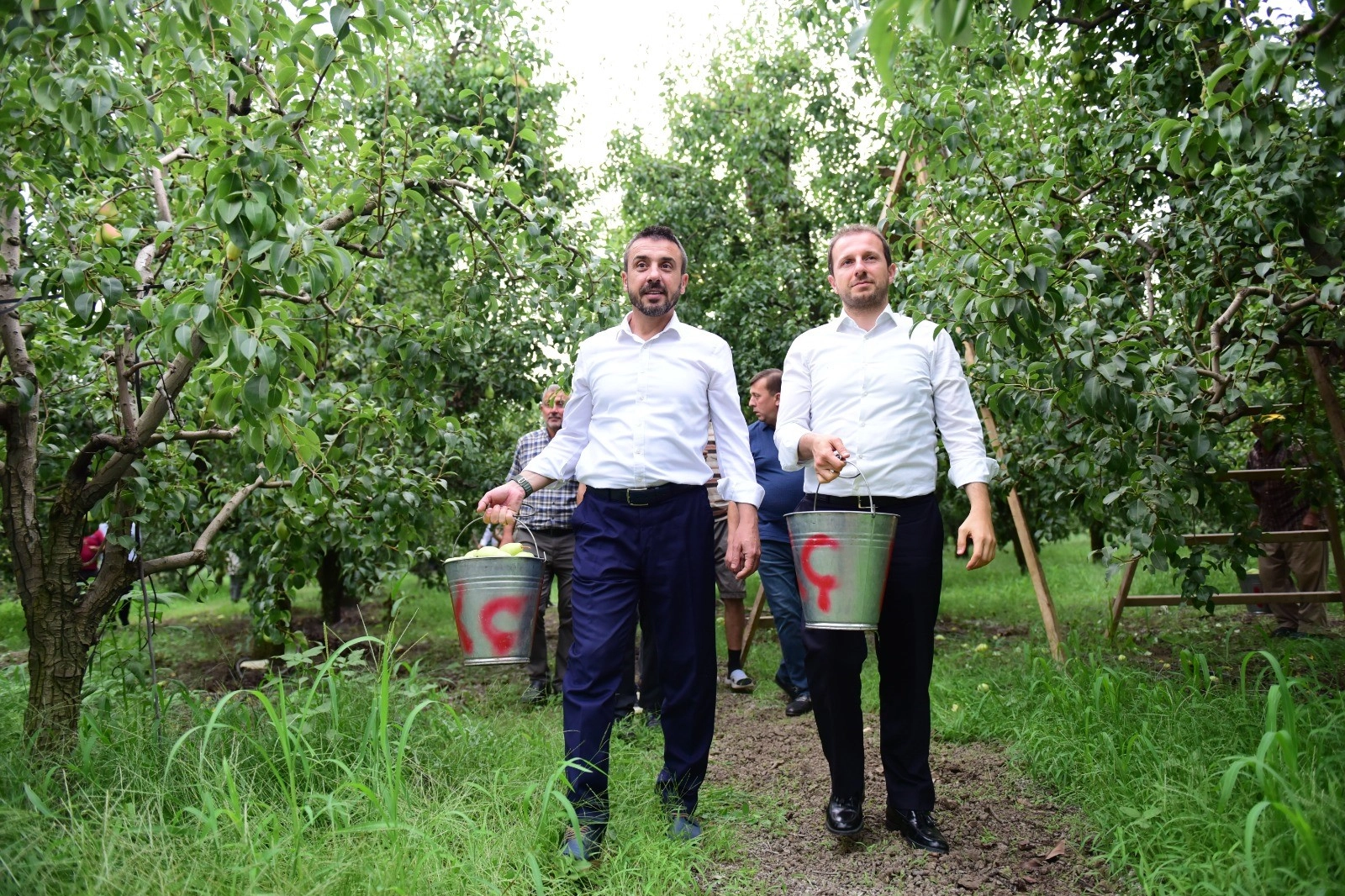 Bursa'da armut hasadı başladı