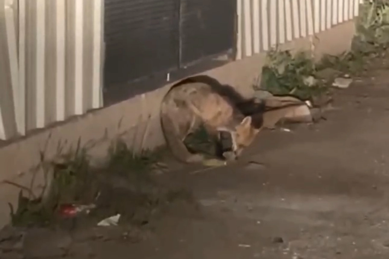Aç kalan tilki ilçe merkezine indi