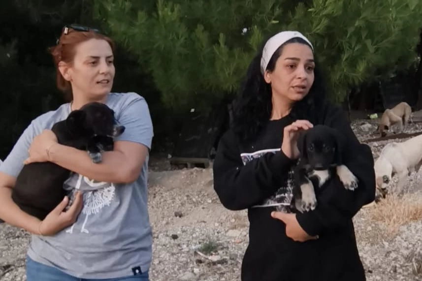 Hayvanseverler sokak hayvanları için harekete geçti