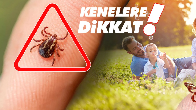 Havaların ısınmasıyla birlikte kenelerle temas riski arttı