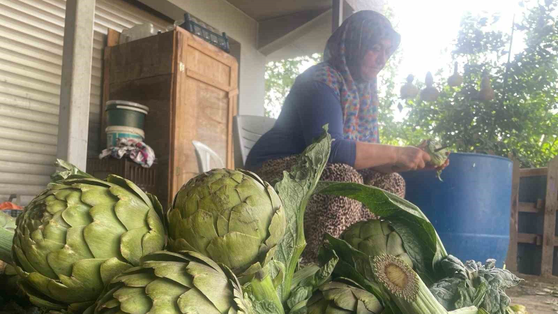 Enginar bıçakçılarında hasat yoğunluğu