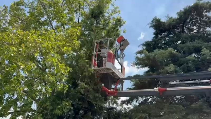 Bursa’da ağaçta mahsur kalan kedileri itfaiye kurtardı