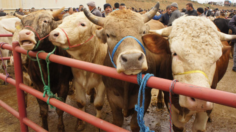 Uzmanlardan kurbanlık seçerken dikkatli olun uyarısı